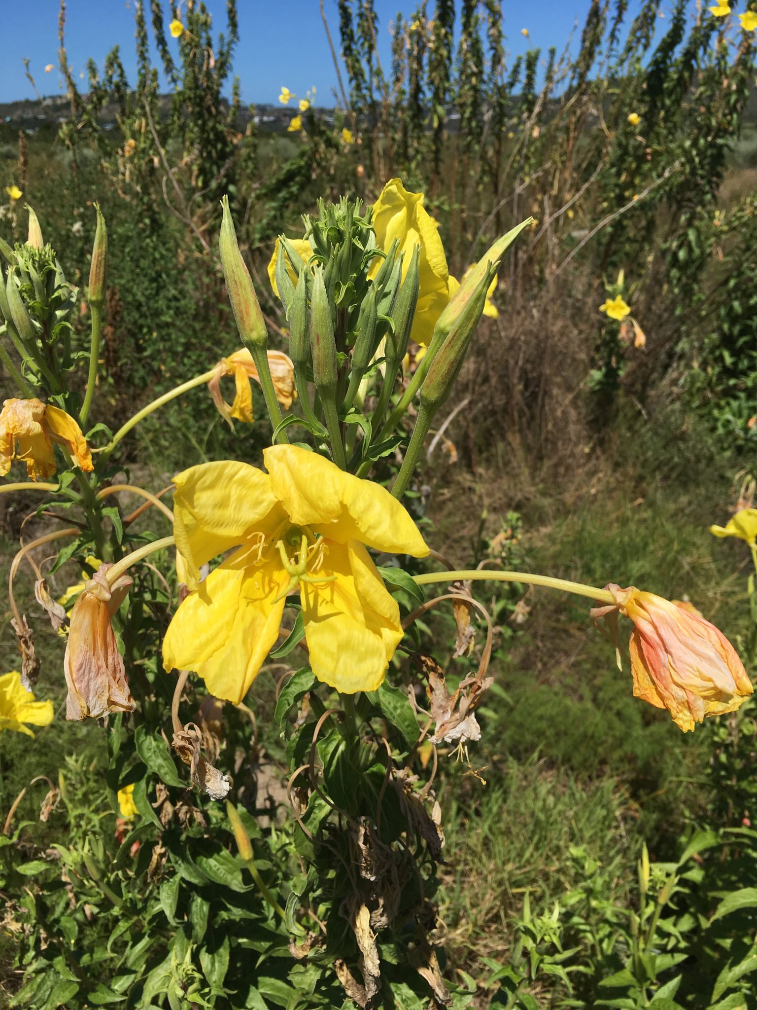 Oenothera biennis